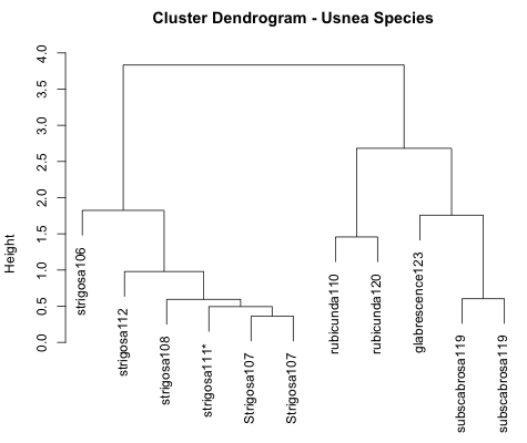 A cluster diagram of Usnea lichens